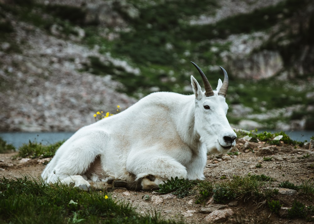 white goat lying on ground during daytime