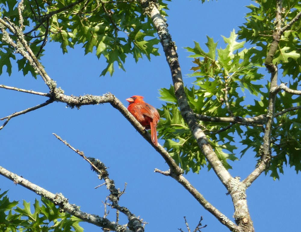 red cardinal bird on tree branch during daytime