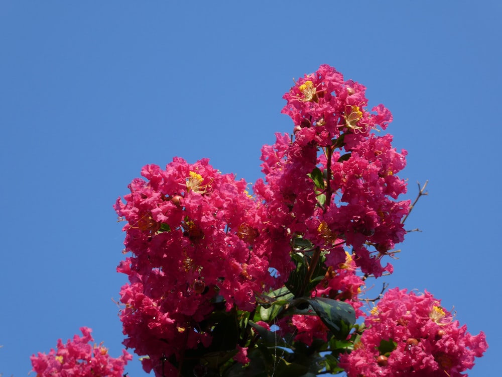 fleurs roses et rouges sous le ciel bleu pendant la journée