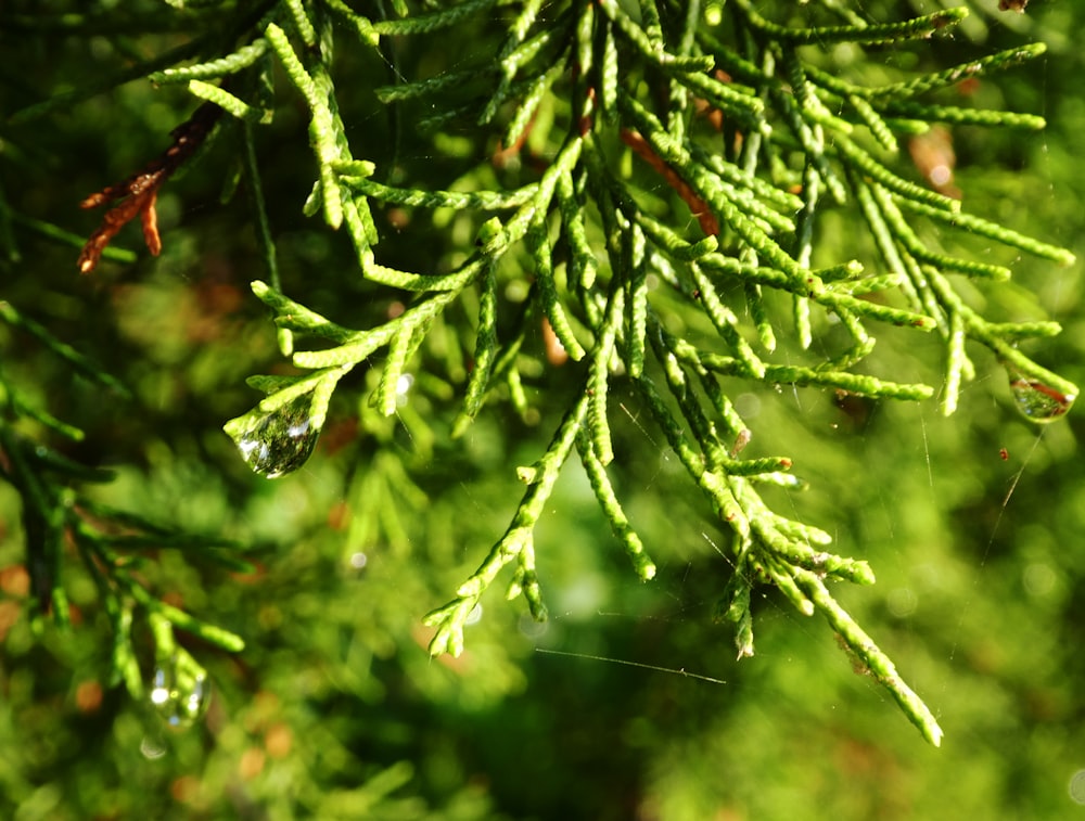 green leaf plant in close up photography