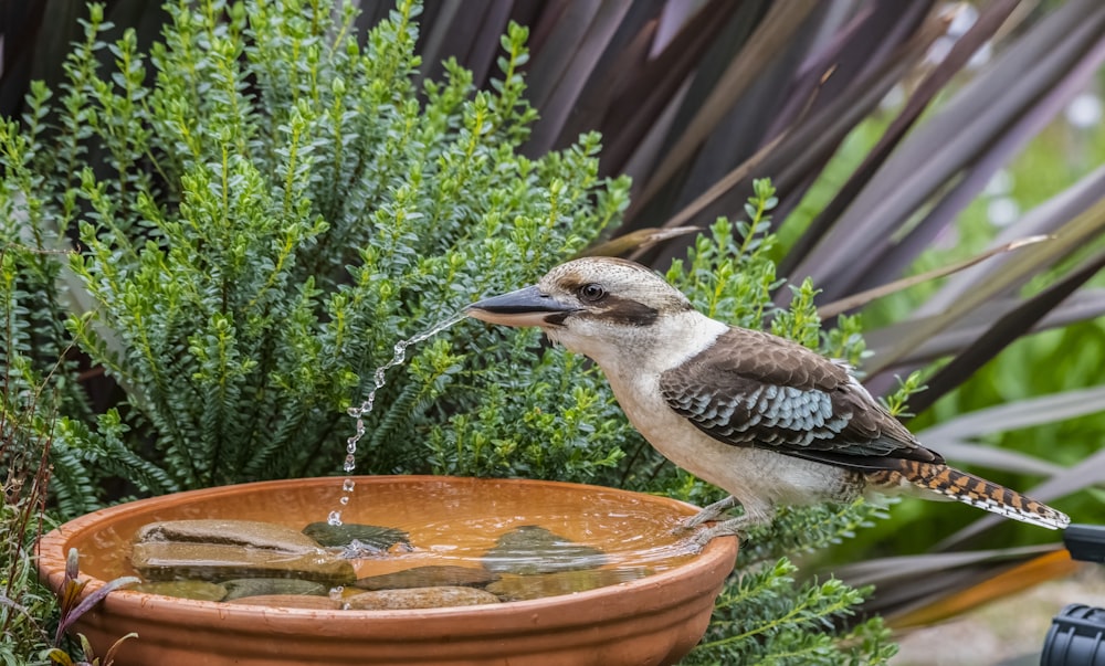 oiseau brun et blanc sur la fontaine d’eau ronde brune pendant la journée