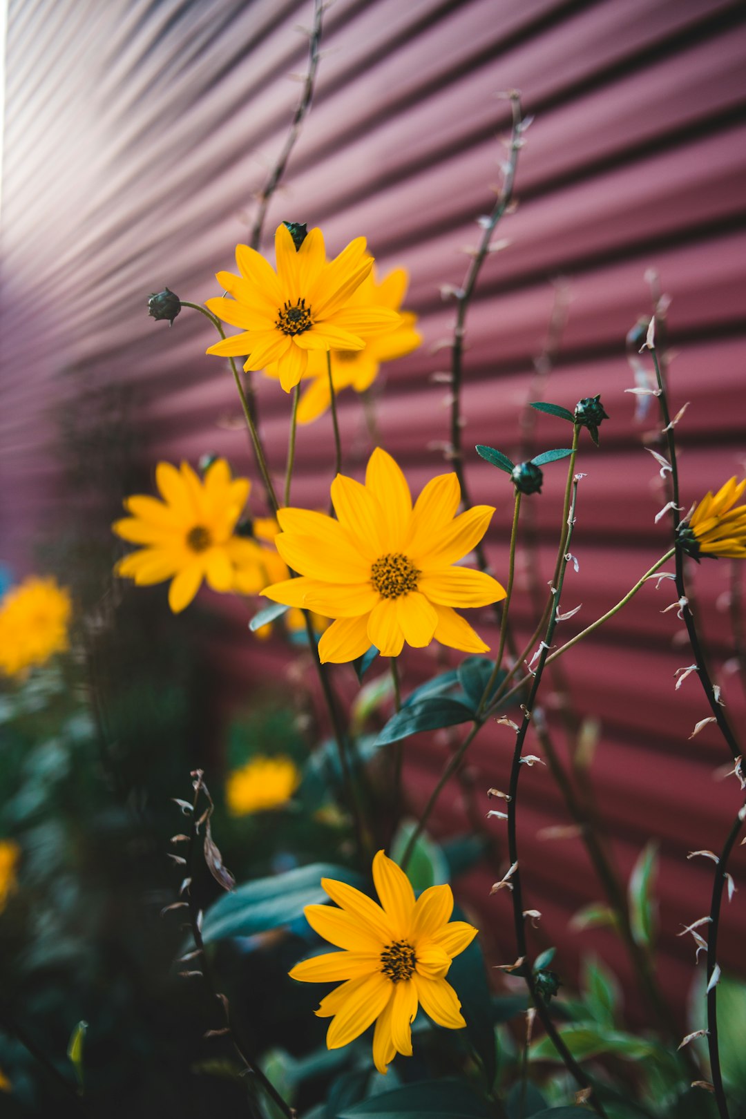 yellow flower in tilt shift lens