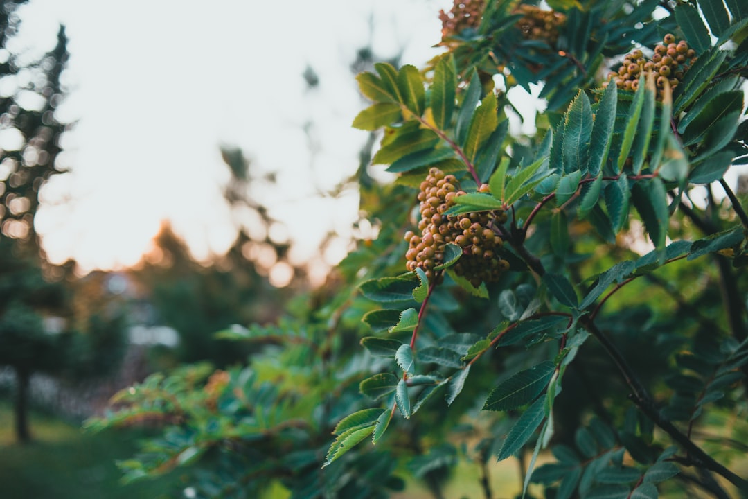 green and brown plant during daytime