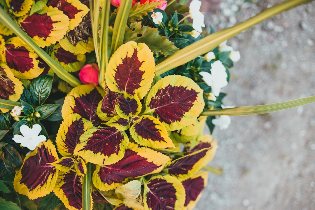 red and yellow flowers on gray concrete floor