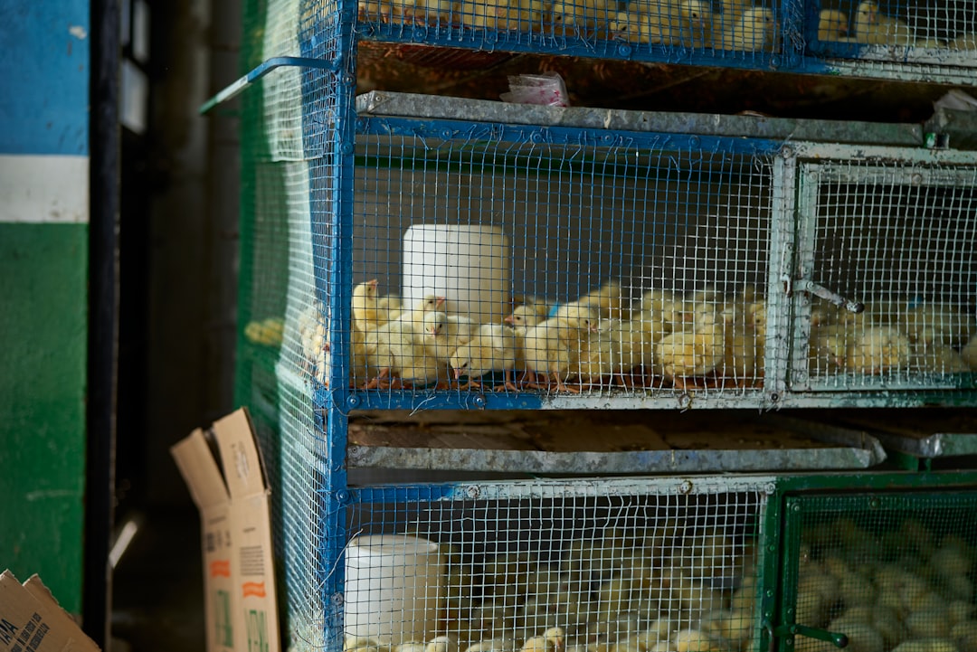 white plastic cups on blue metal rack