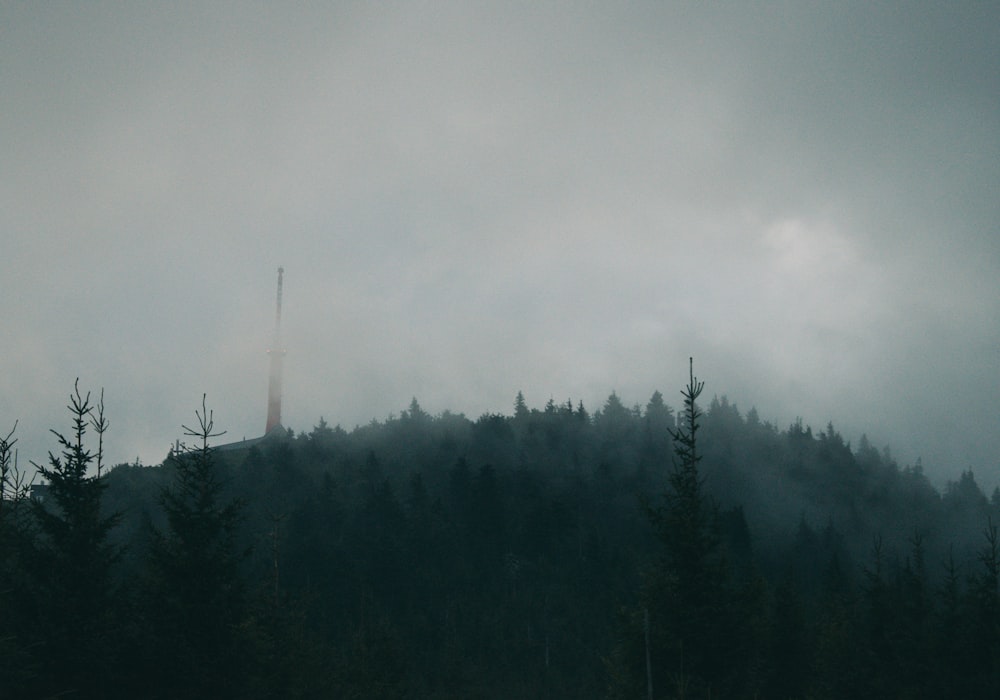 green trees under white clouds