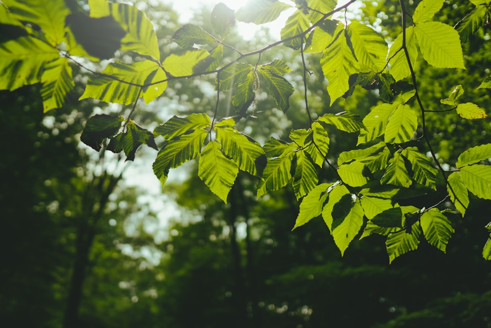 green leaves in tilt shift lens