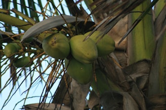 A close-up view of green coconuts growing on a tree with long, slender leaves and clusters of thin branches. The coconuts are clustered together, displaying a natural and tropical setting.