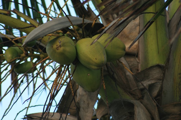 A close-up view of green coconuts growing on a tree with long, slender leaves and clusters of thin branches. The coconuts are clustered together, displaying a natural and tropical setting.