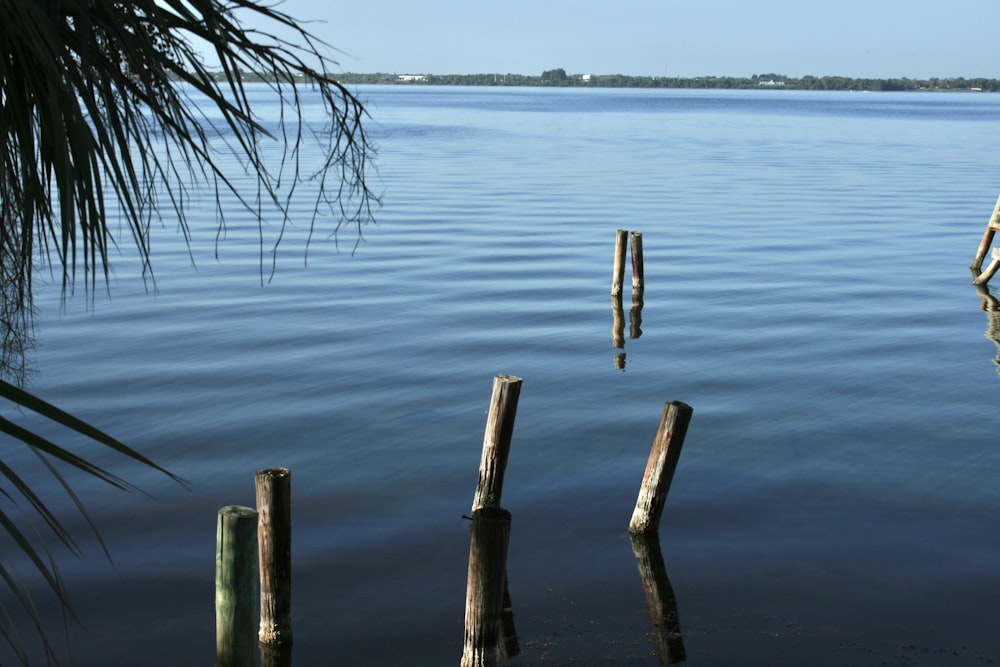 brown wooden post on water