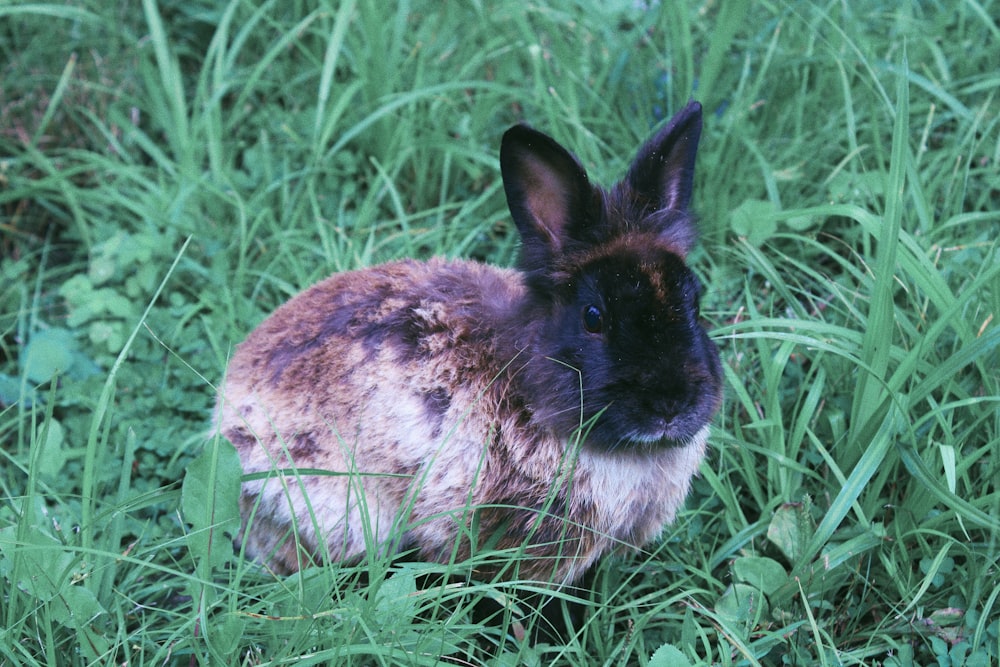 white and black rabbit on green grass during daytime