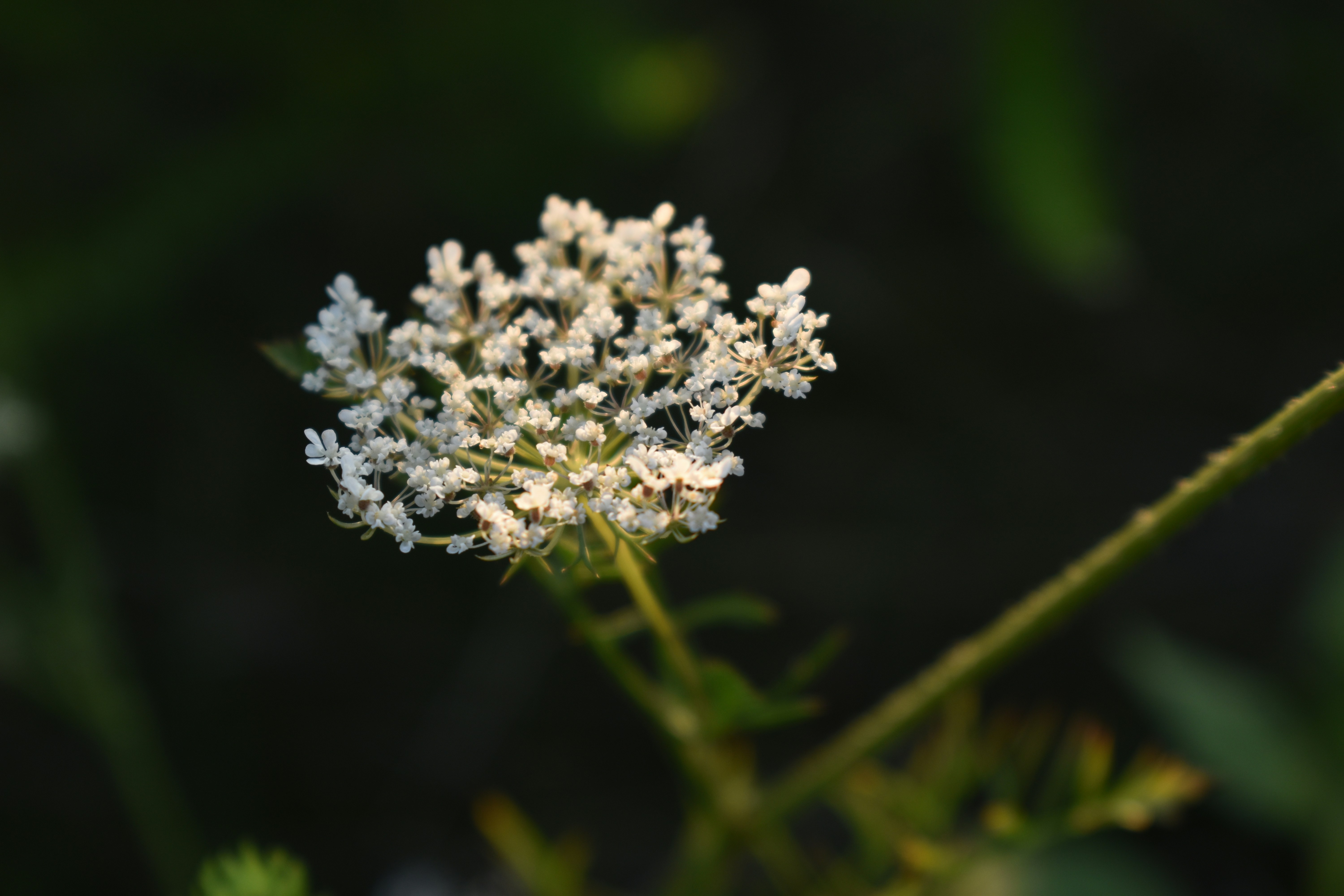 white flower in tilt shift lens