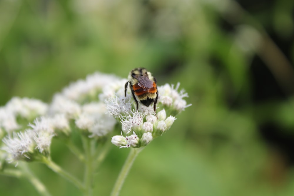 orange and black bug on white flower