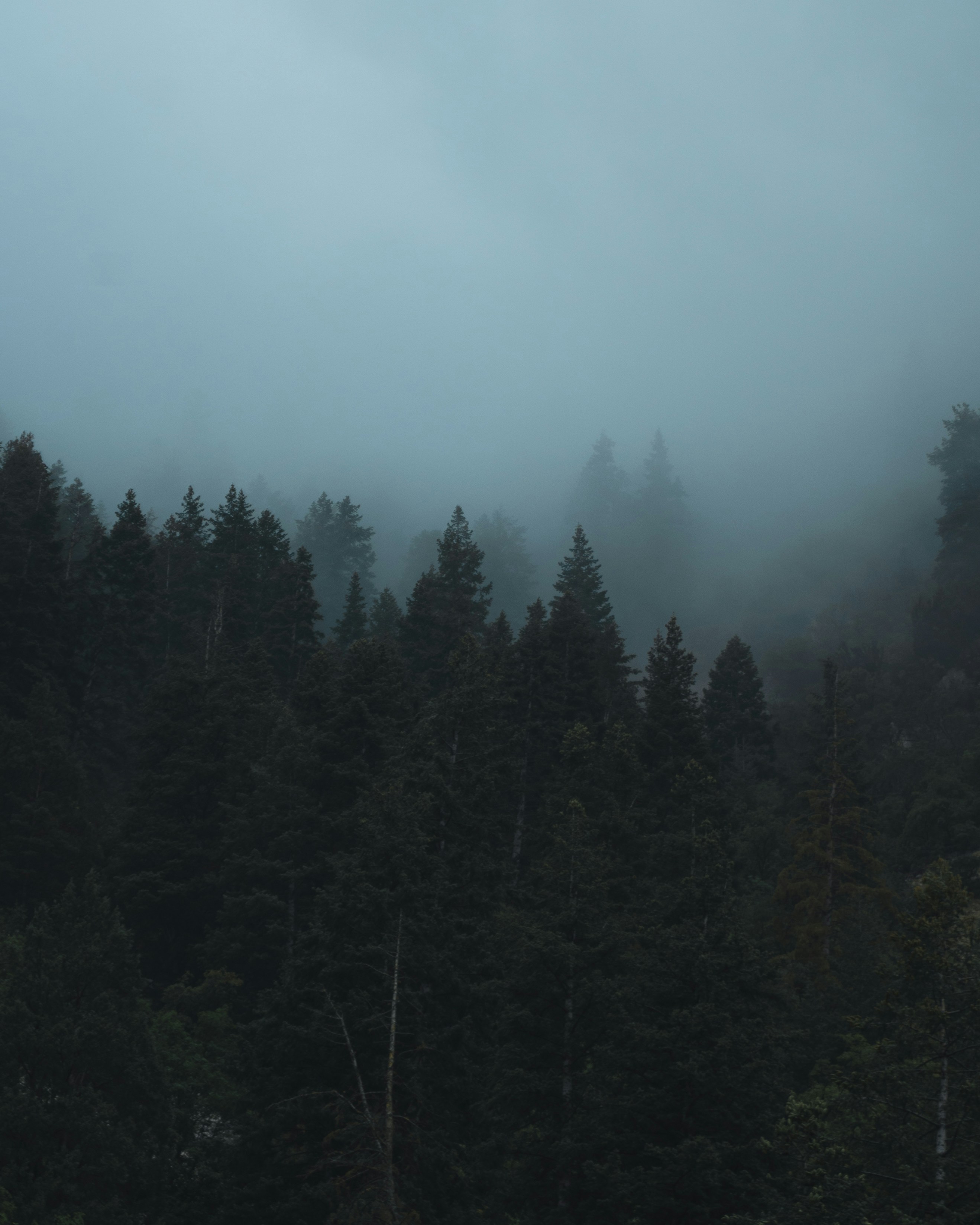 Photo by victorygarden