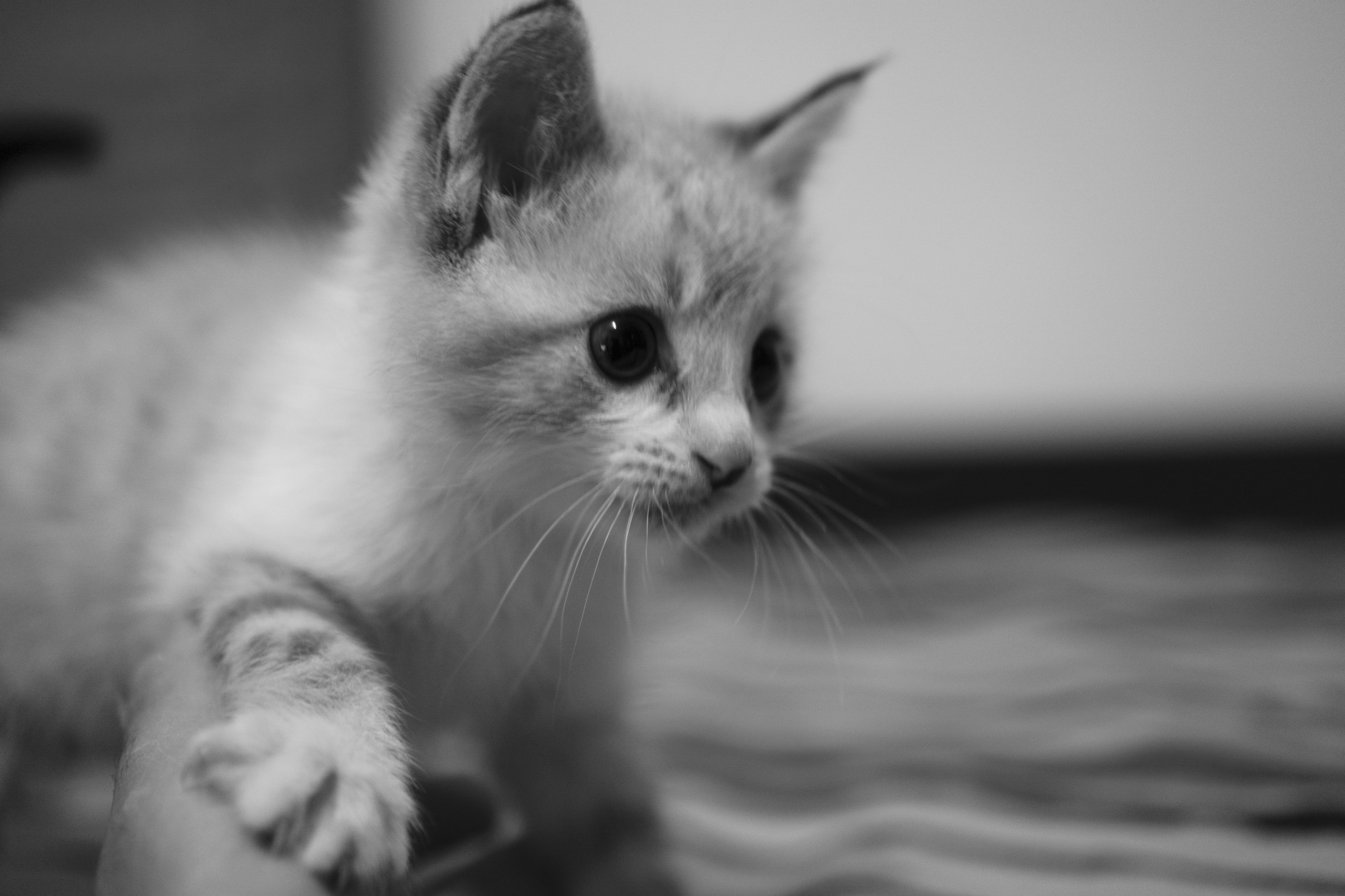 grayscale photo of kitten on floor