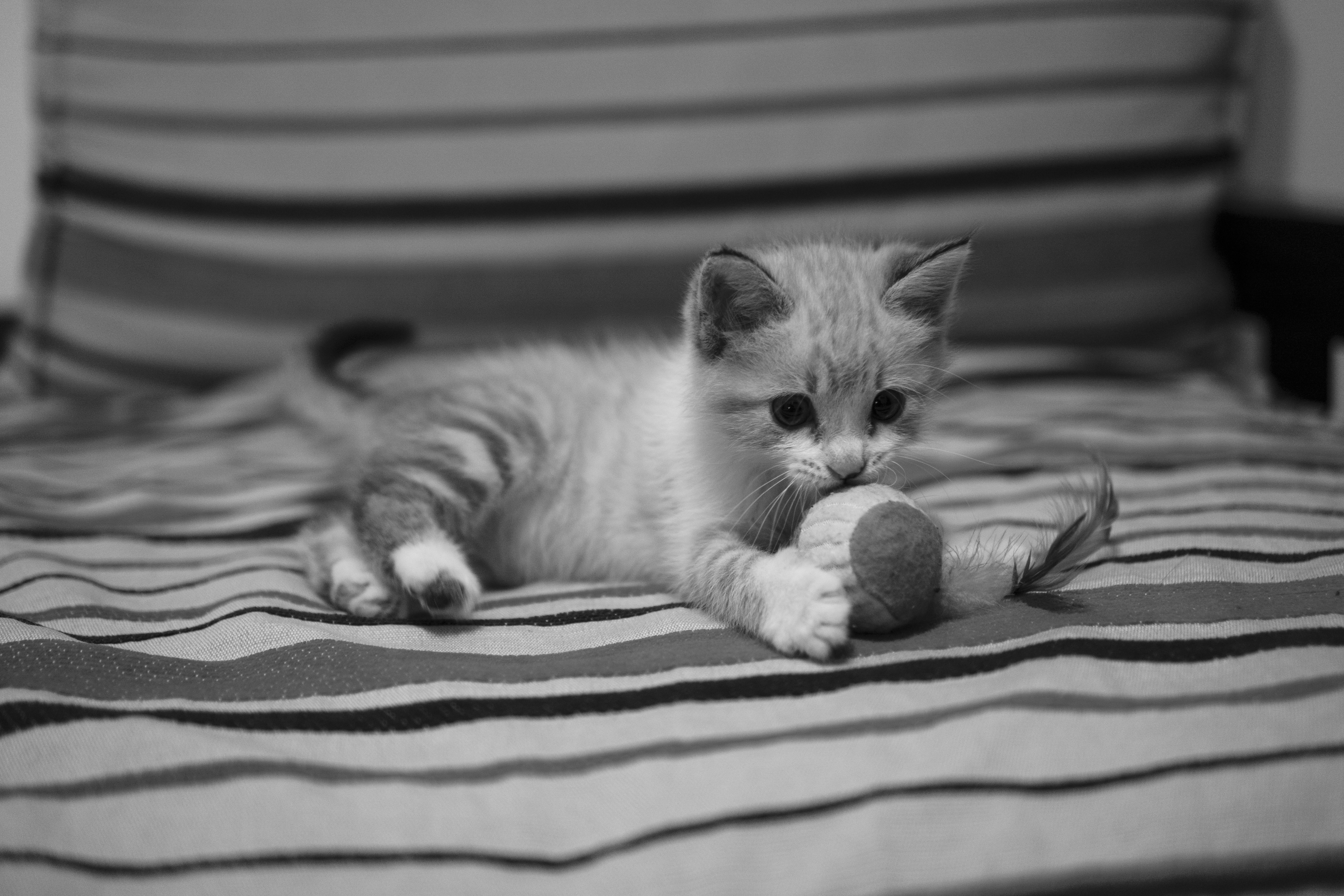 grayscale photo of cat lying on textile