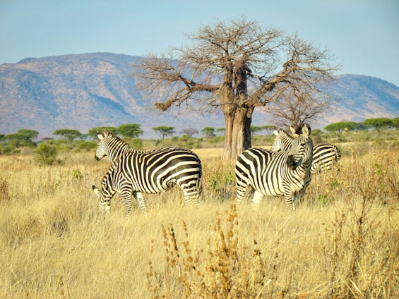 zebra standing on brown grass field during daytime