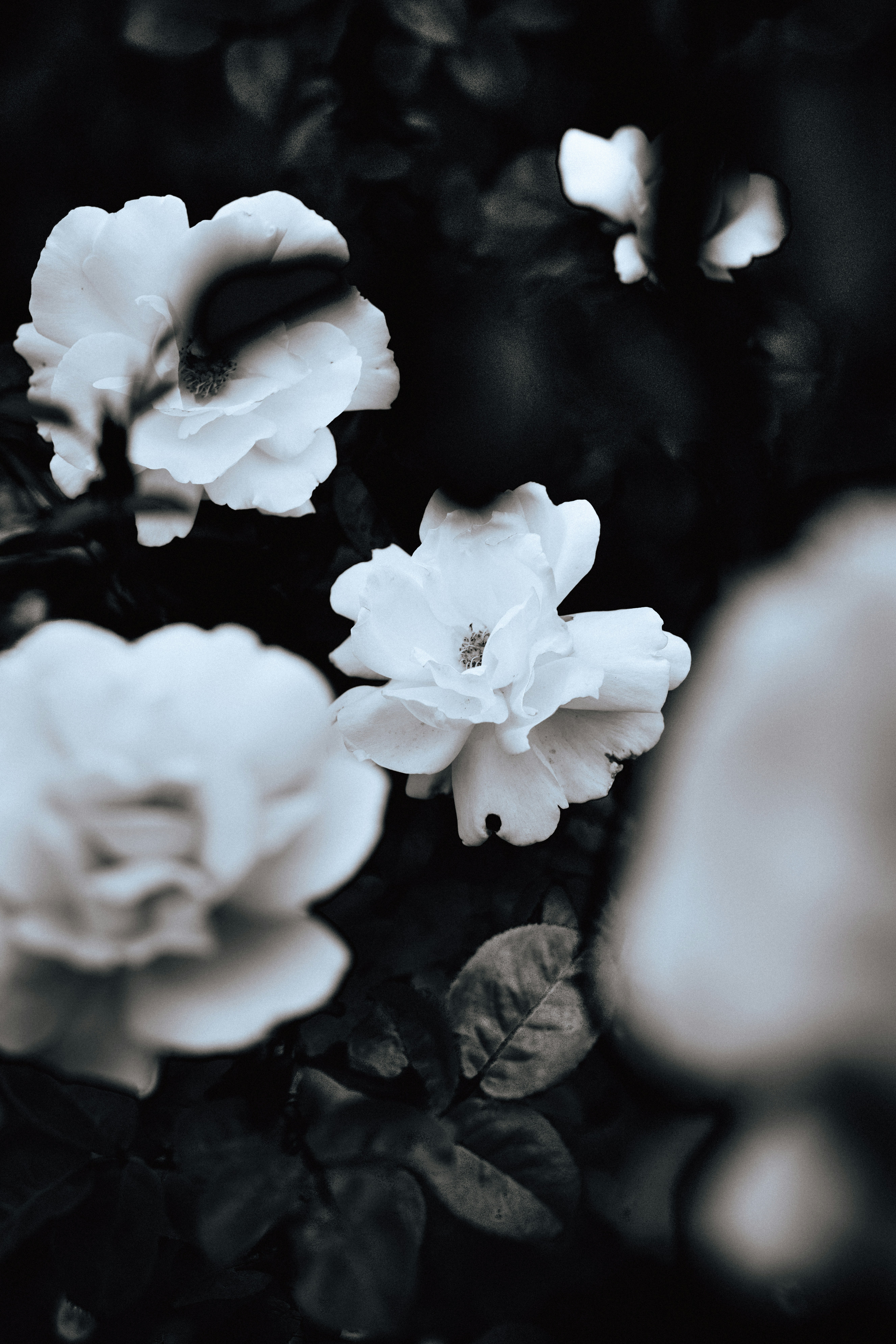 Photo by andrewturfnerd