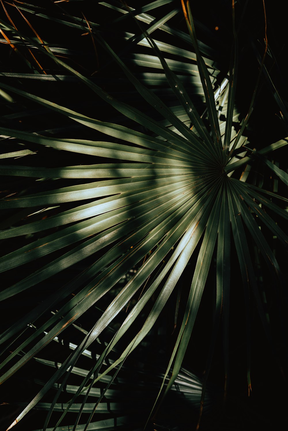 green palm tree during daytime