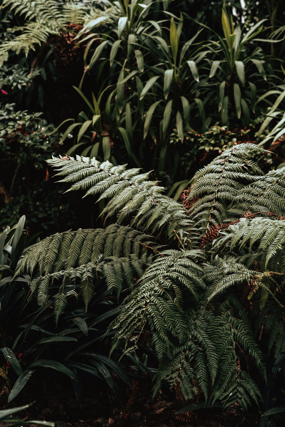 green fern plant during daytime