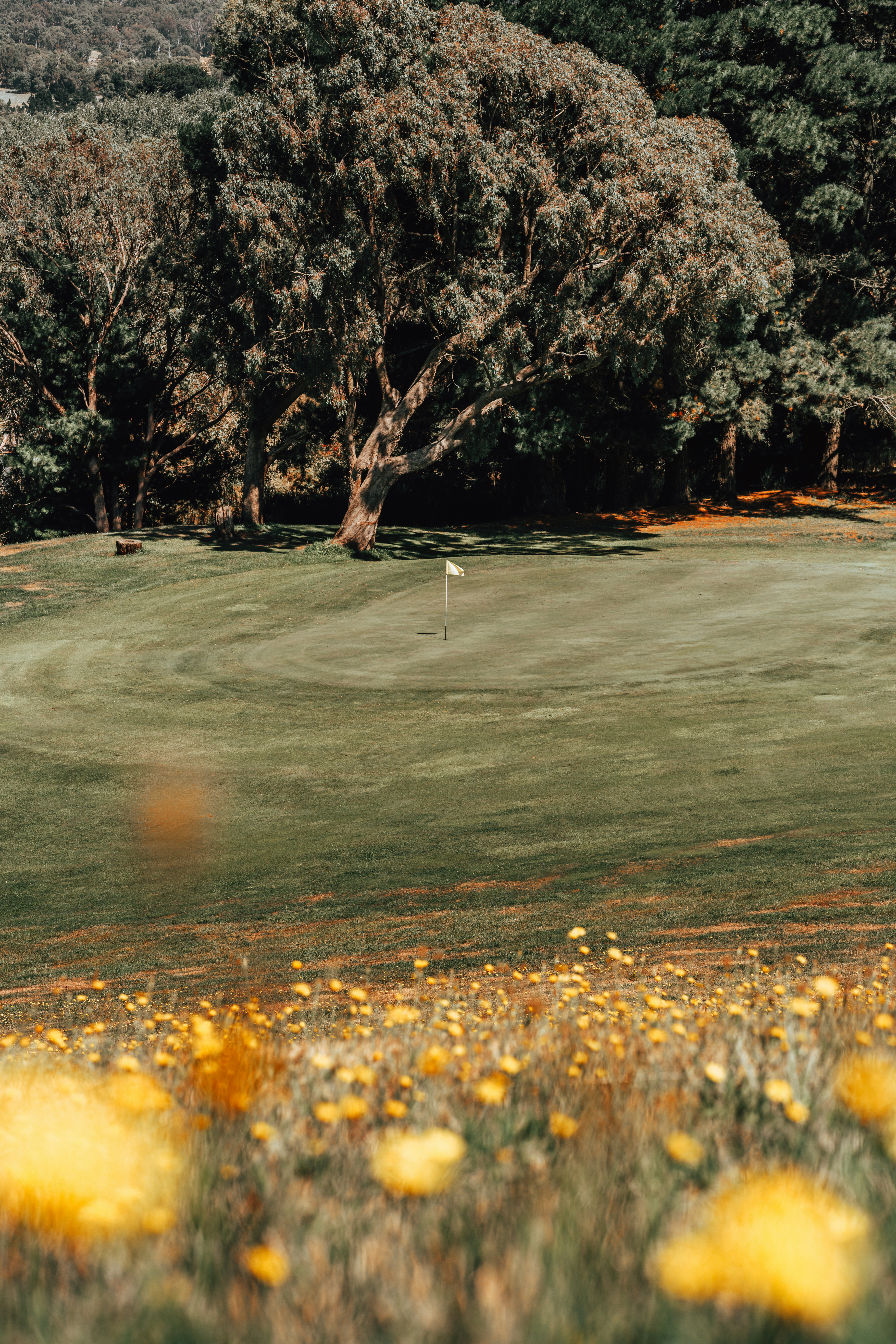 green grass field with trees
