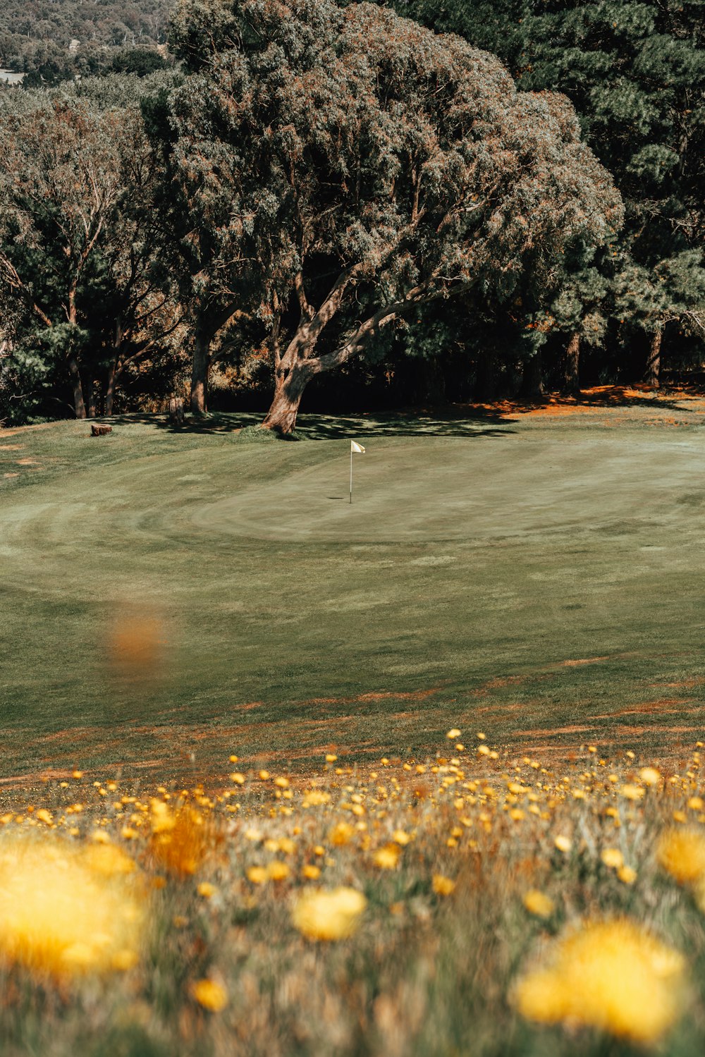 green grass field with trees