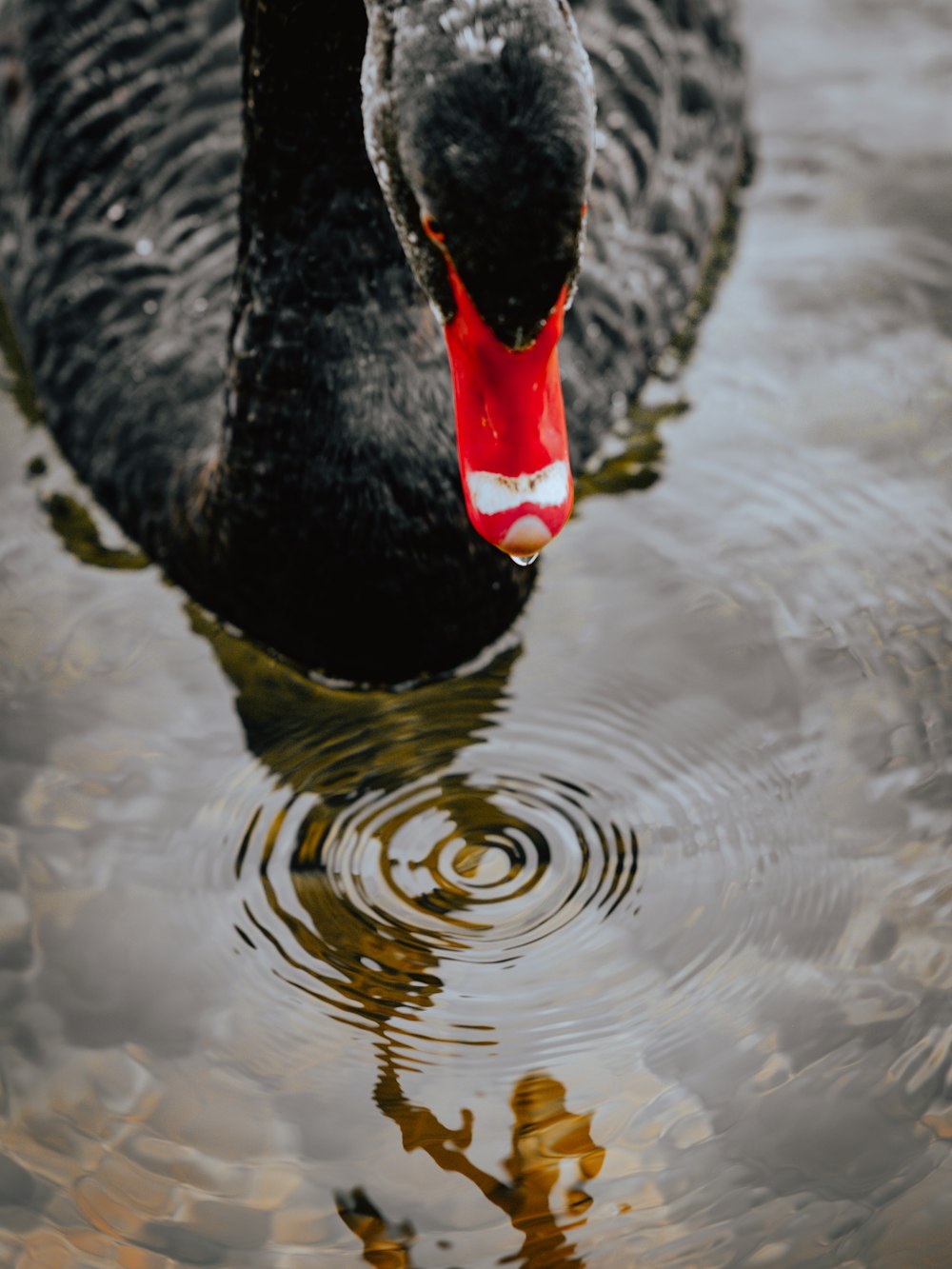 black swan on body of water during daytime