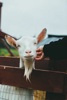 A gentle goat nuzzling a volunteer's hand under a bright blue sky