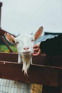 A gentle goat nuzzling a volunteer's hand under a bright blue sky at Whispering Acres.