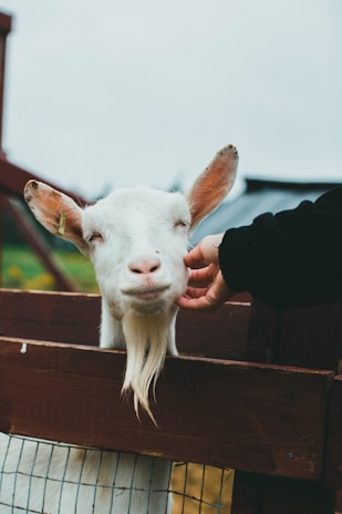 A gentle goat nuzzling a volunteer’s hand under a bright blue sky at Whispering Acres.