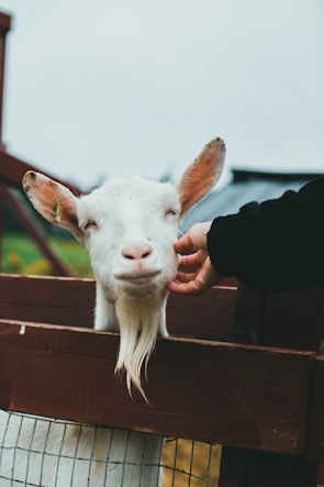 A volunteer gently brushing a friendly goat in the barn.