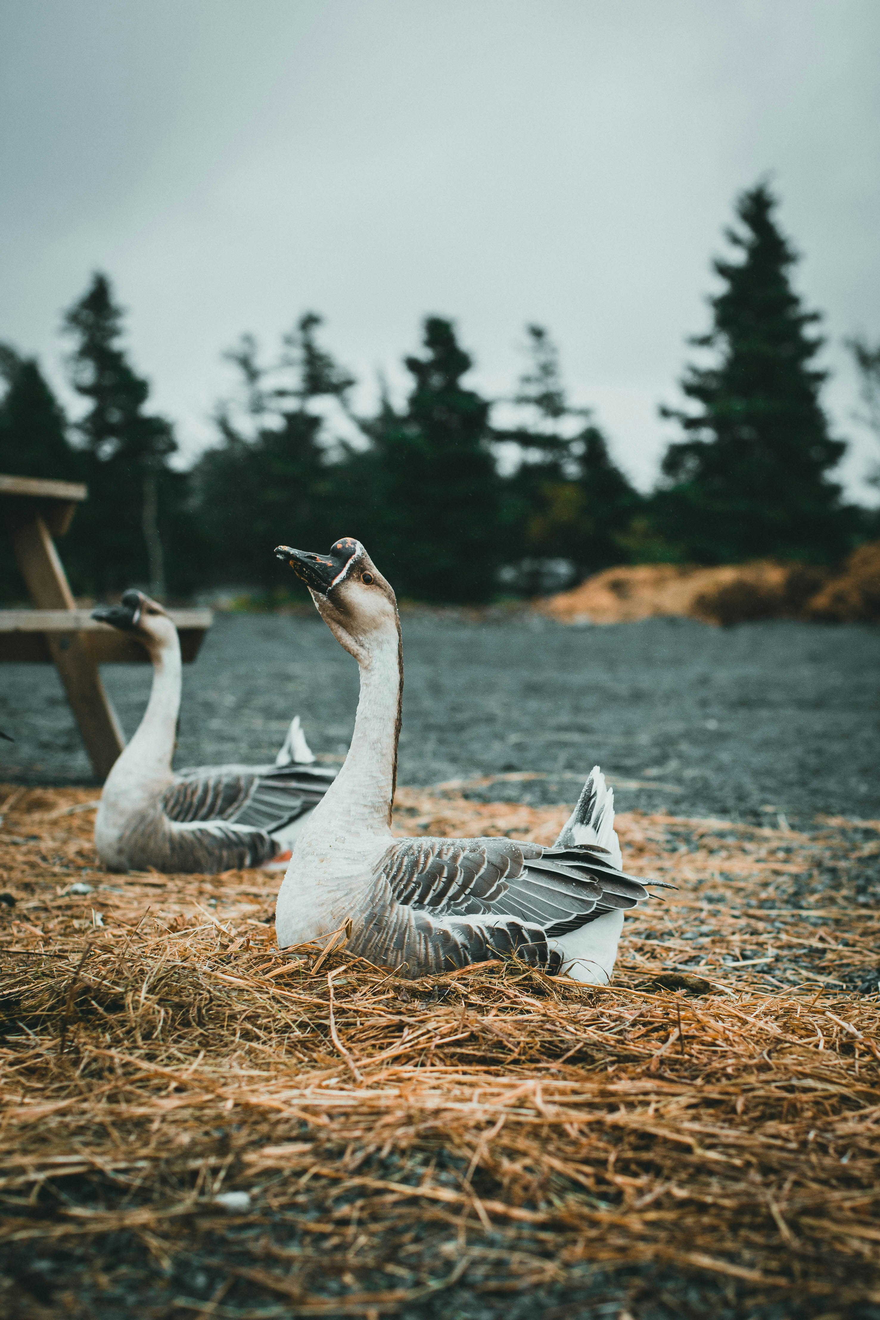 2 white and black geese on brown grass field during daytime