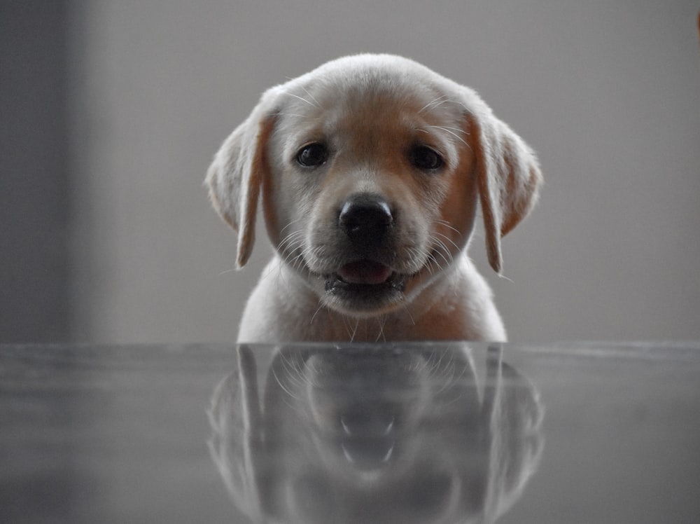 yellow labrador retriever puppy on clear glass bowl