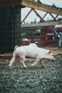 A small, light pink piglet walks on a gravel surface within an enclosure. The area is fenced with netting and has a wooden framework. The background features blurred elements, possibly trees and farm equipment, suggesting an outdoor farm setting.