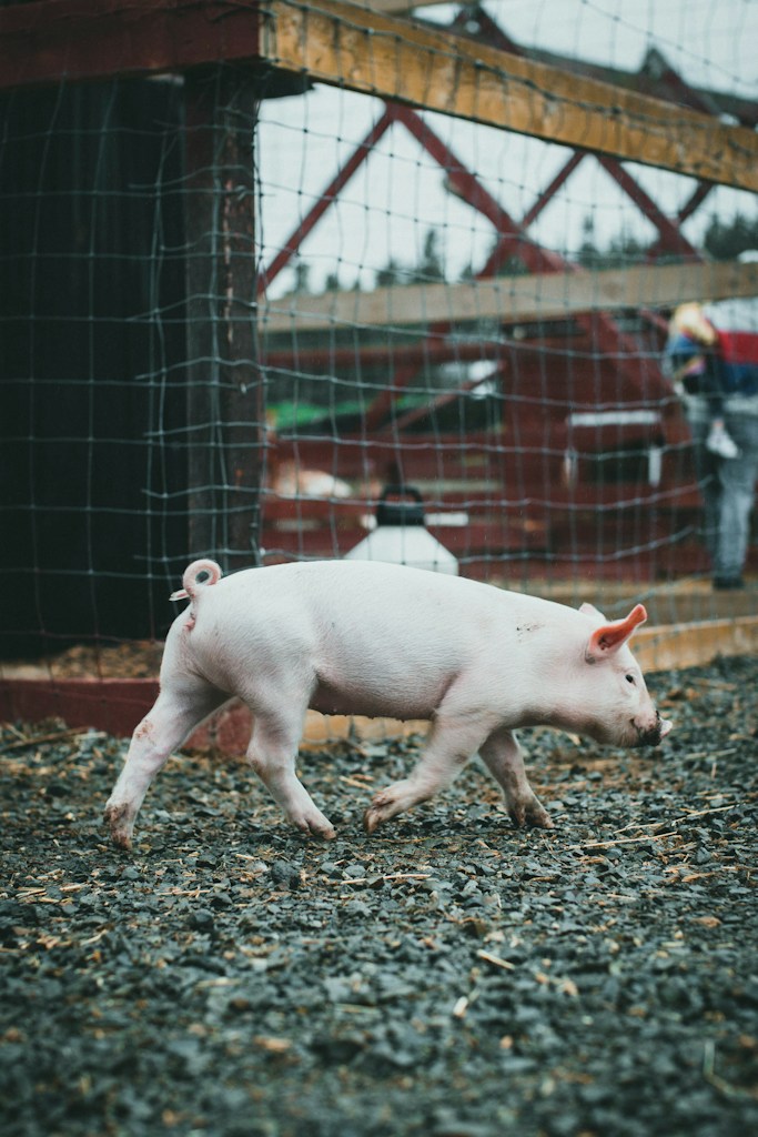 Navsrot Pig Grow