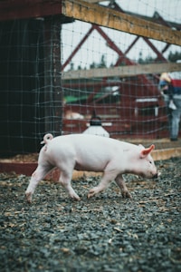 Navsrot Pig Grow