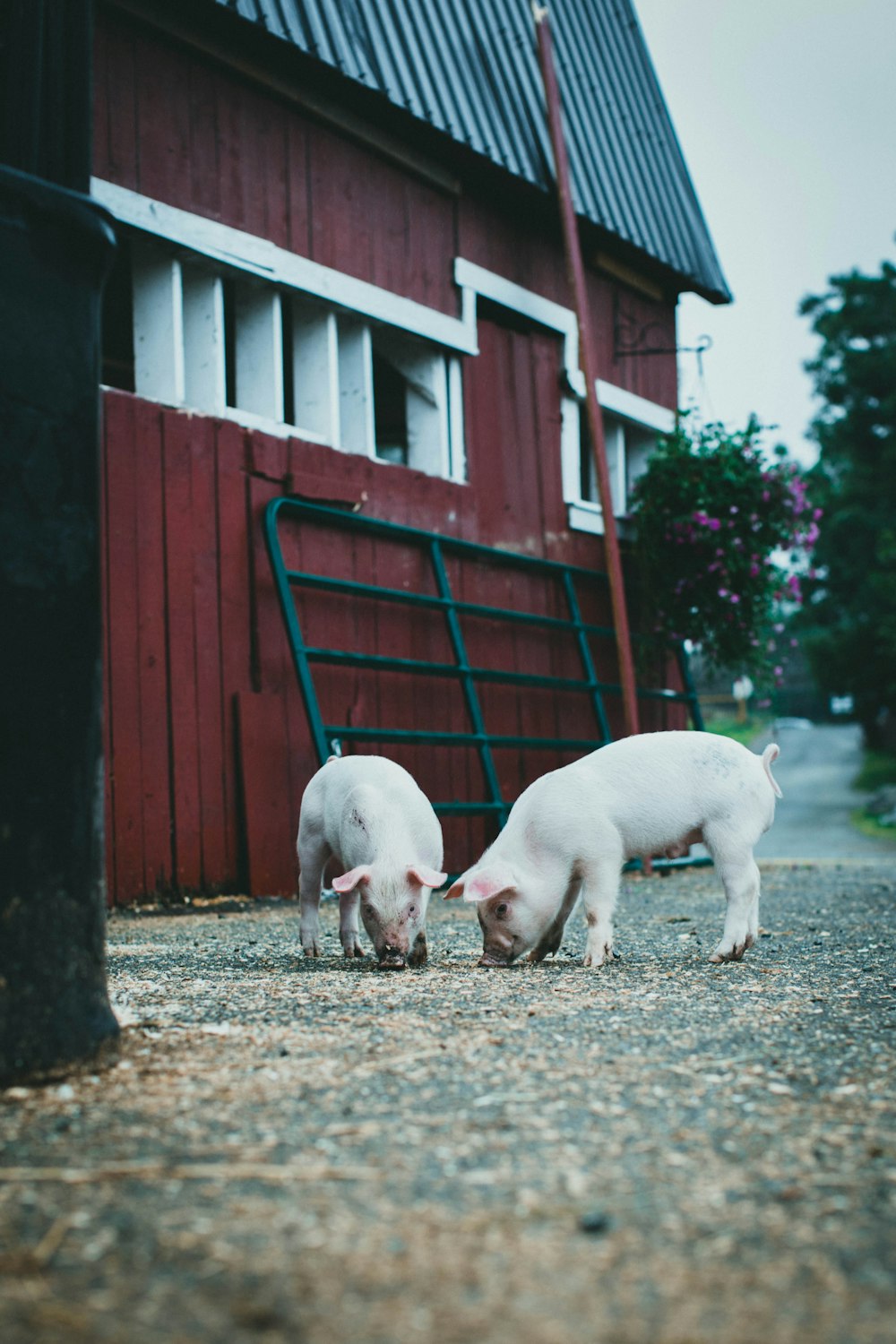 white pig on brown soil