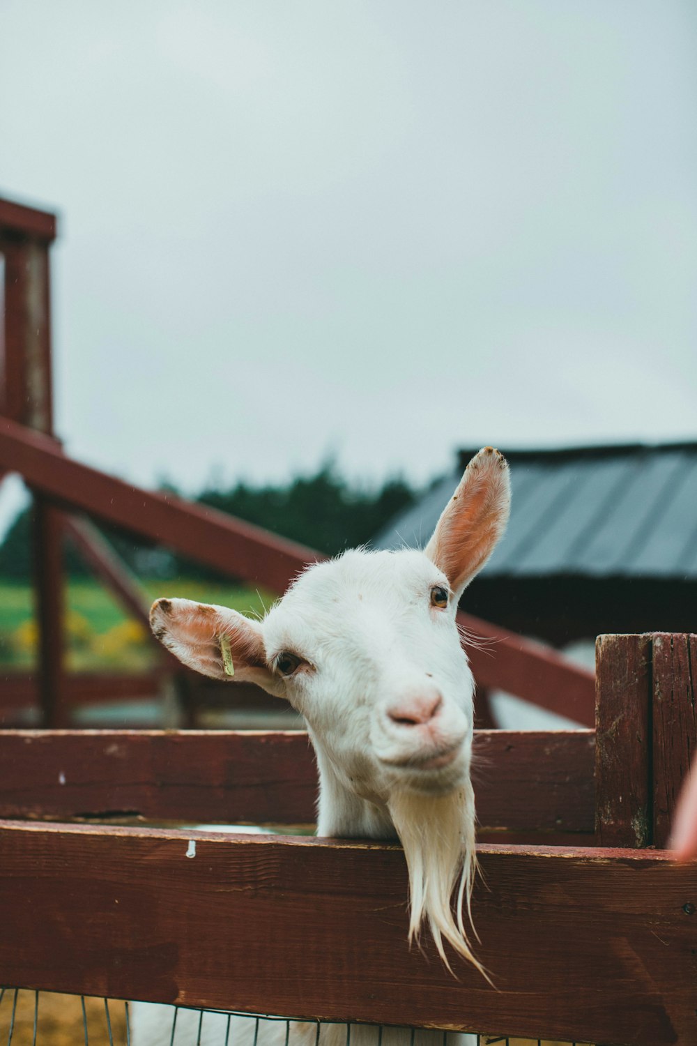 white cow on brown wooden fence during daytime