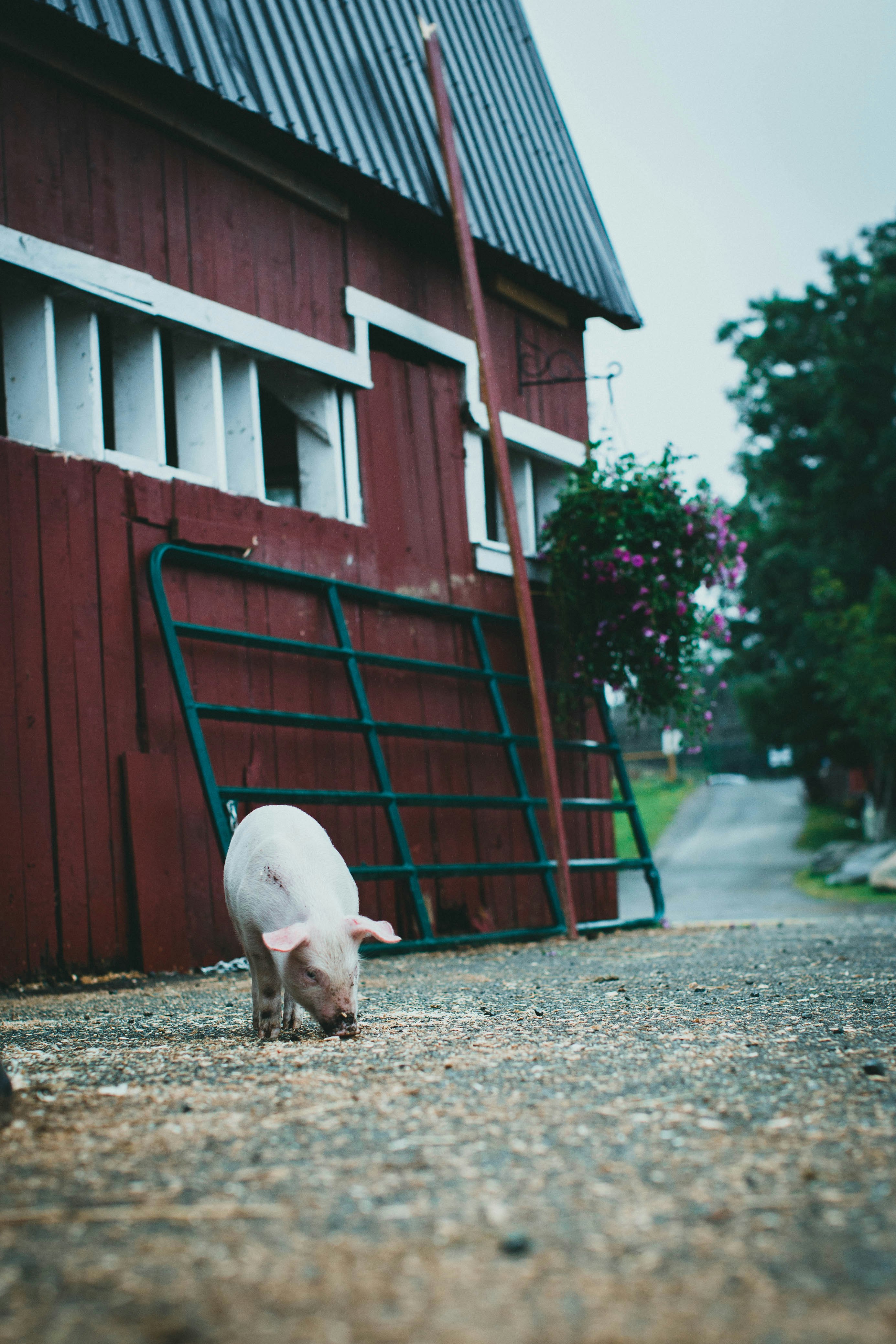 pig near red wooden house during daytime