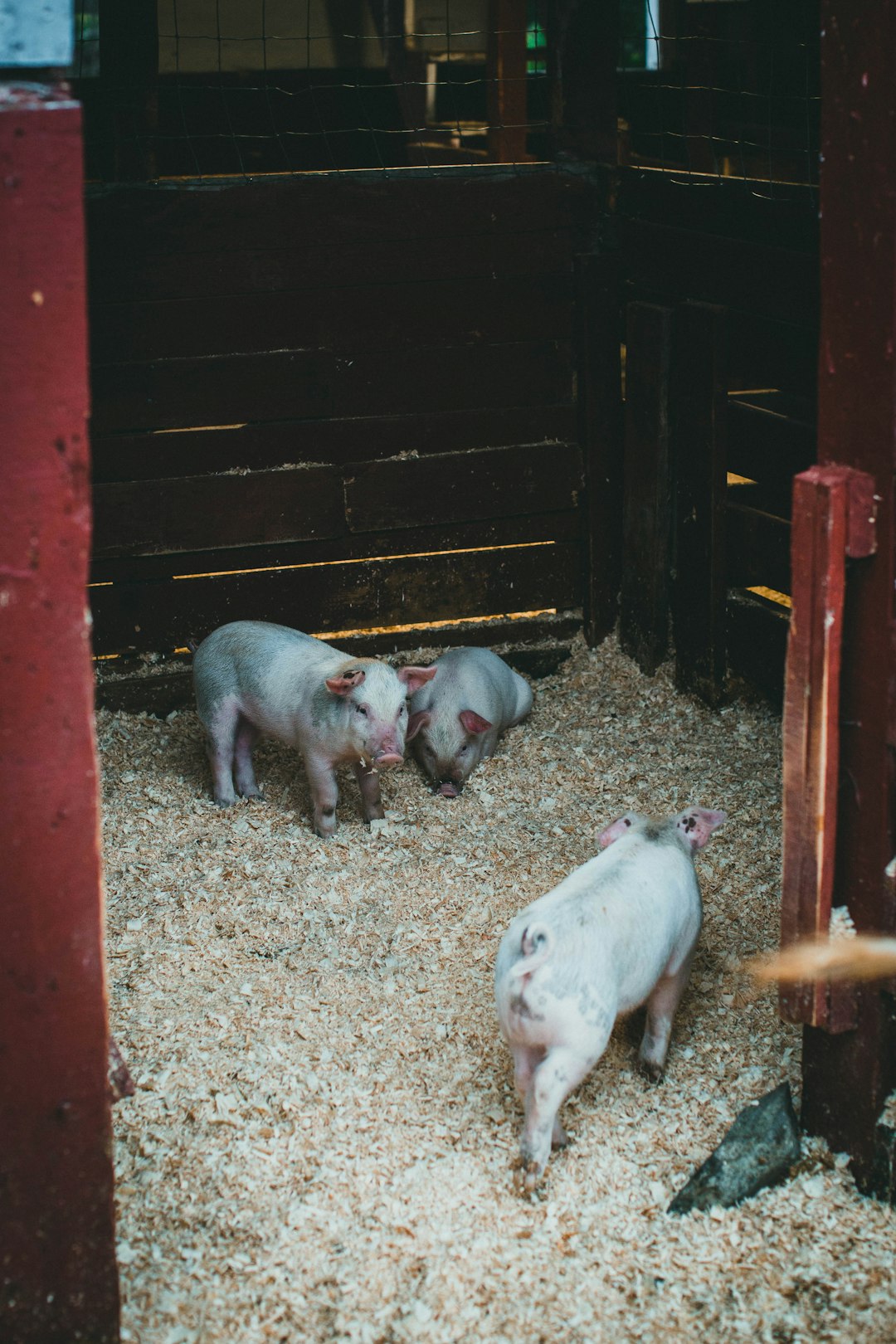 white pigs on brown soil