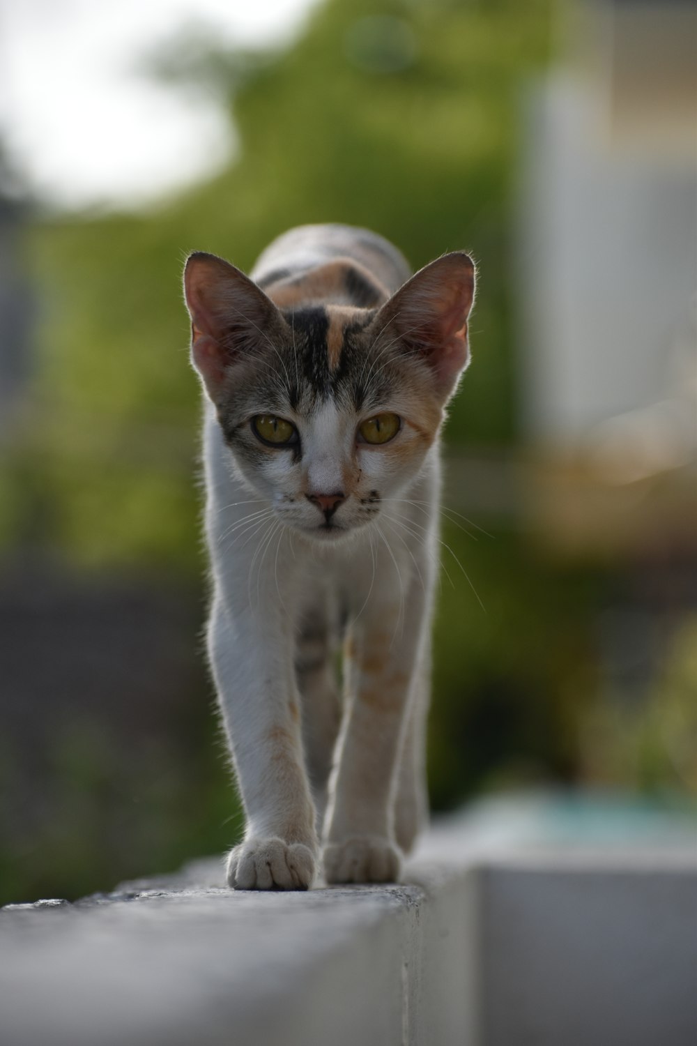 white and brown cat on white textile