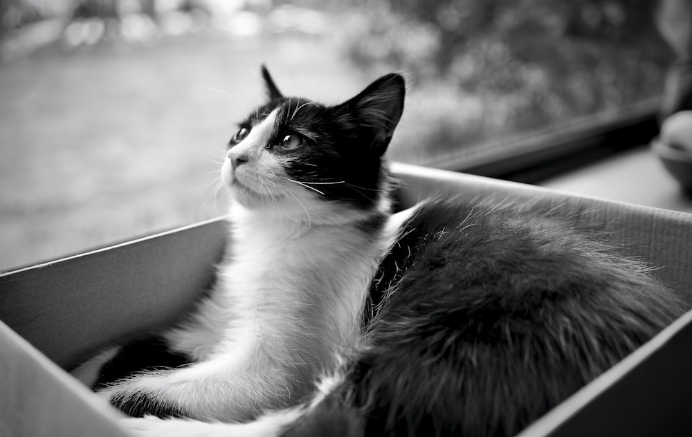 grayscale photo of cat on chair
