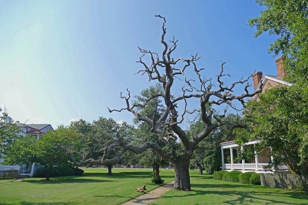 Champ d’herbe verte avec des arbres pendant la journée