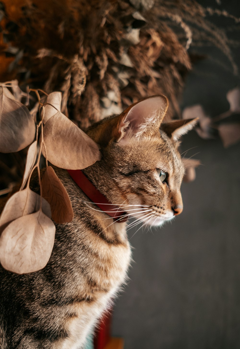 brown and white tabby cat