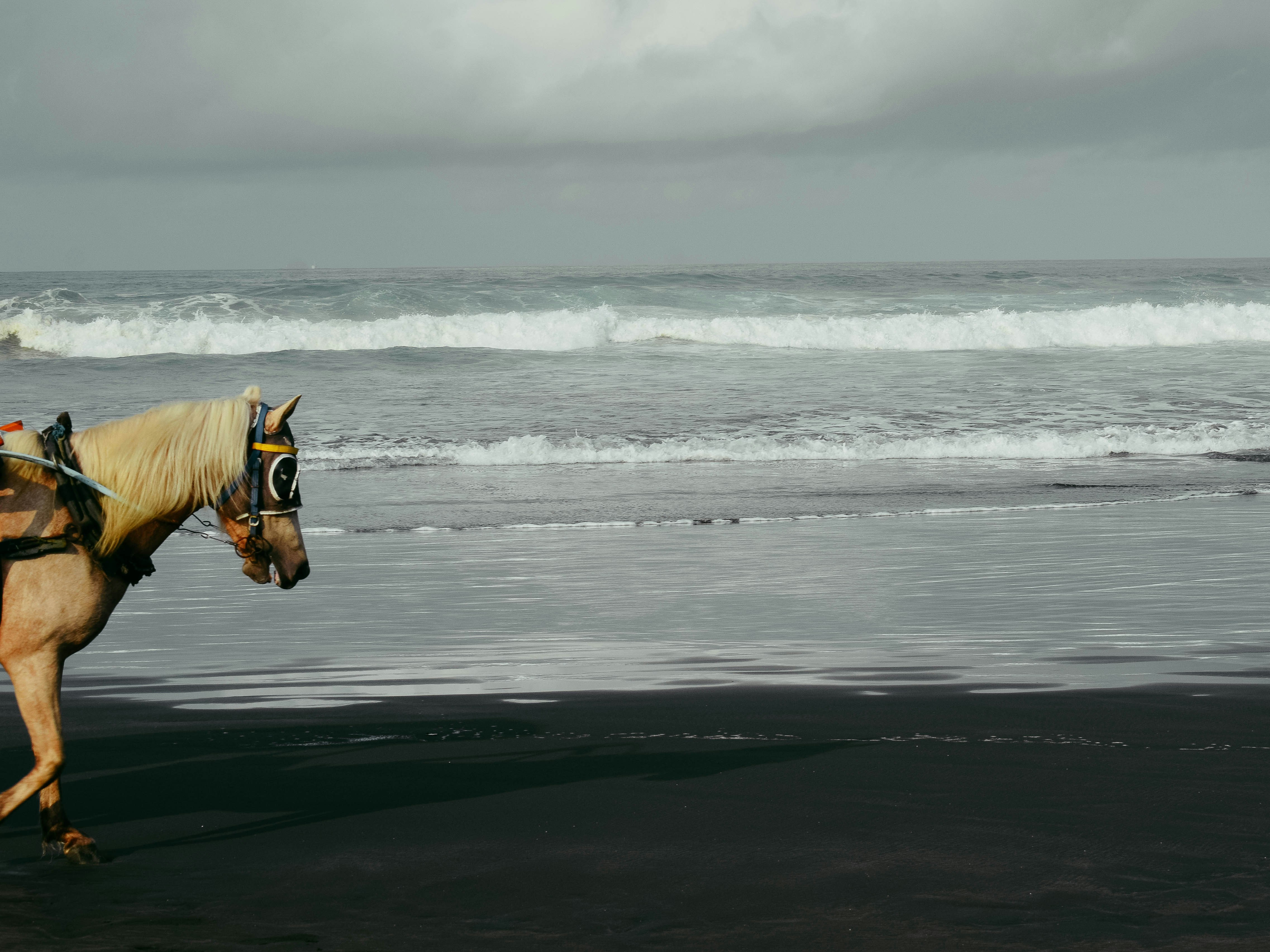 brown horse running on sea waves during daytime