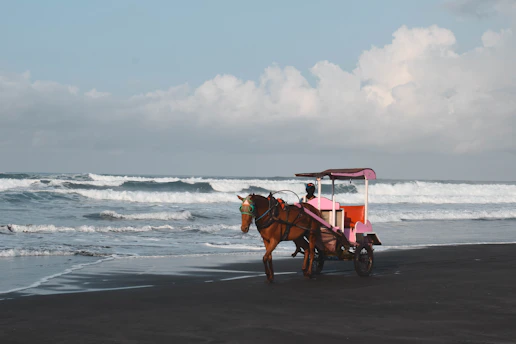 2 brown horses on beach during daytime