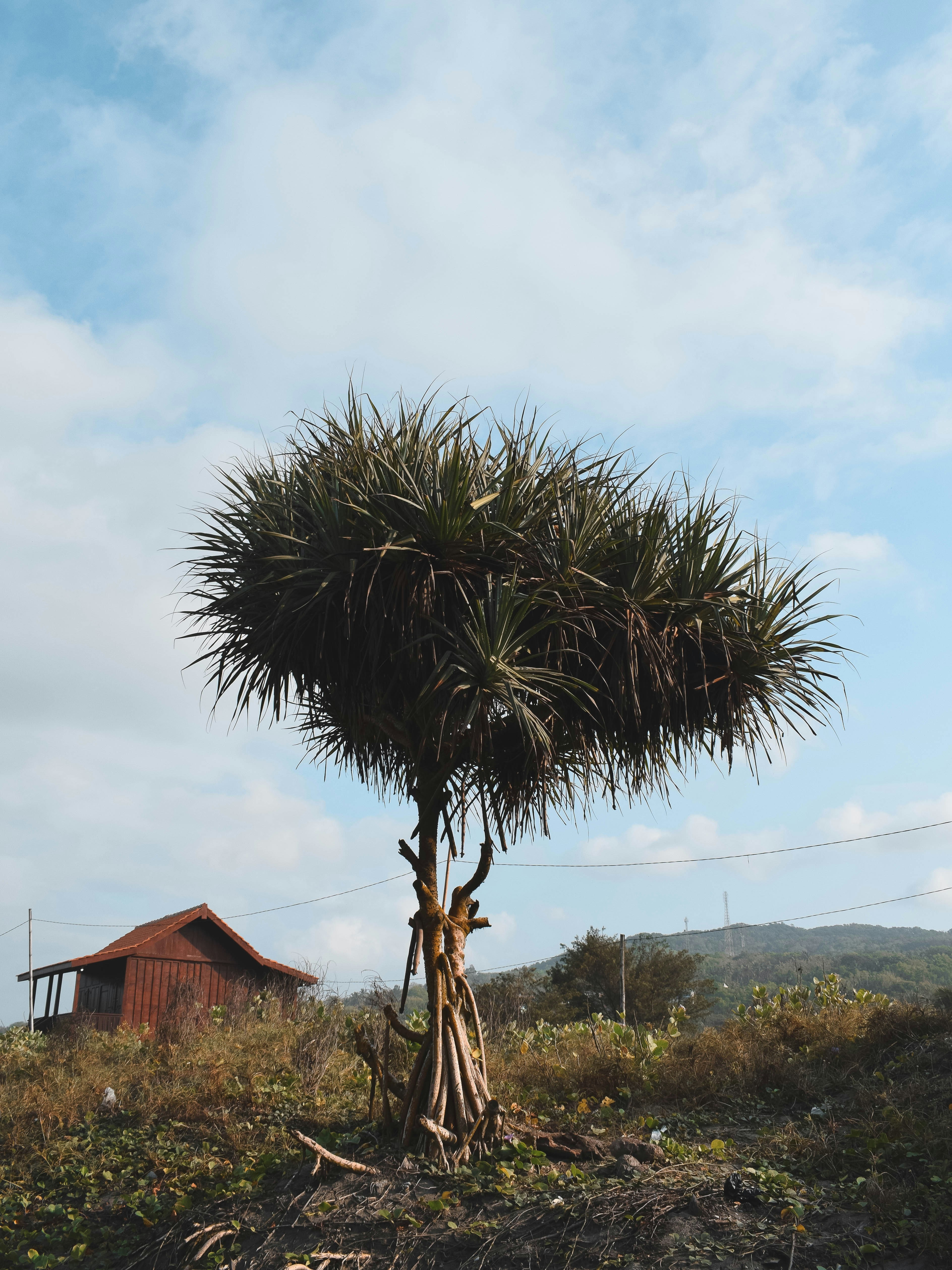 green tree near brown wooden house during daytime
