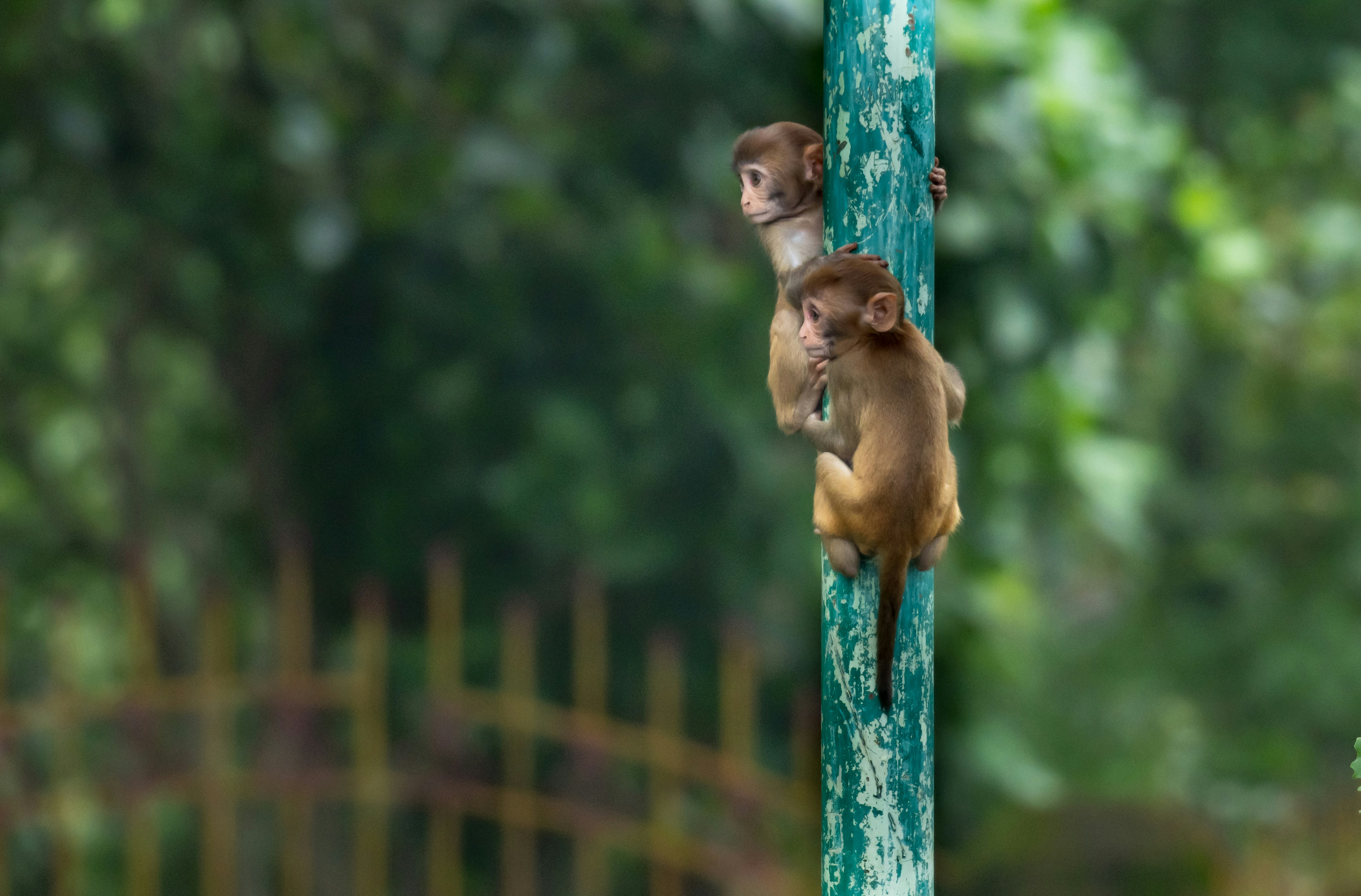 monyet coklat di pagar kayu coklat di siang hari