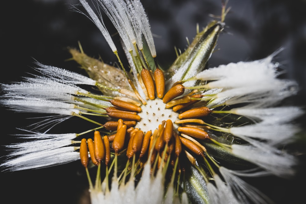 white and yellow flower in macro lens photography