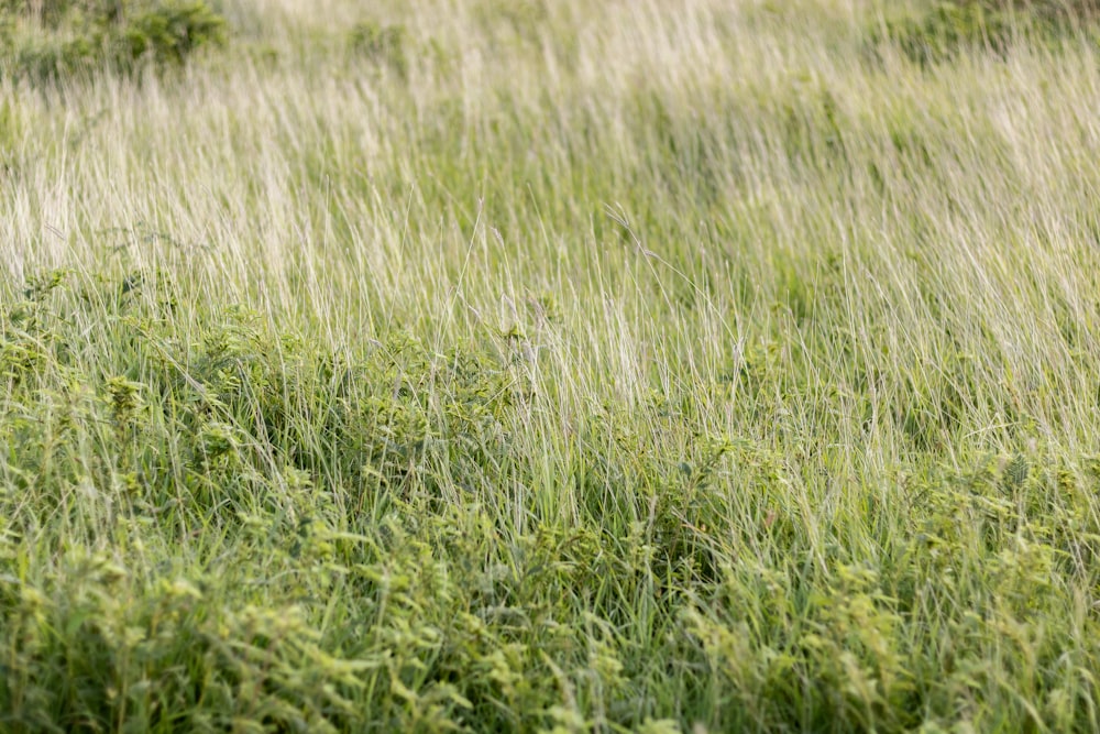 a field full of tall grass with a bird in the middle of it